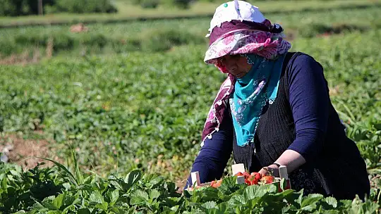 Elazığ'da çilek zamanı, kasa kasa satılıyor