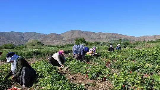 Elazığ'da çilek zamanı, kasa kasa satılıyor