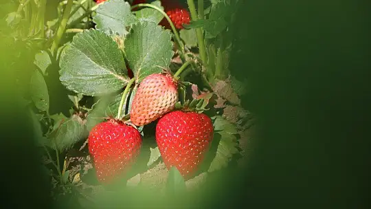 Elazığ'da çilek zamanı, kasa kasa satılıyor