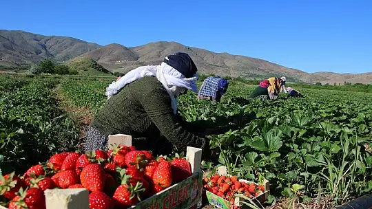 Elazığ'da çilek zamanı, kasa kasa satılıyor