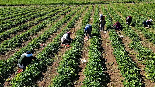 Elazığ'da çilek zamanı, kasa kasa satılıyor