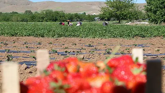 Elazığ'da çilek zamanı, kasa kasa satılıyor