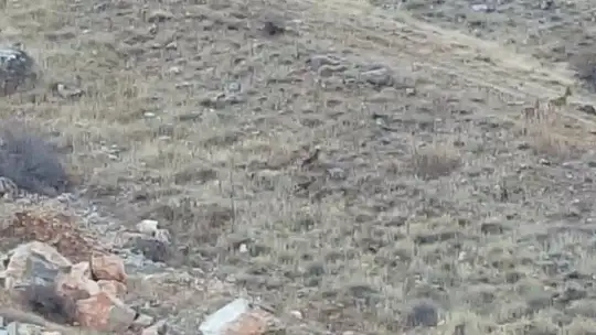 Elazığ'da dağ keçileri sürü halinde görüntülendi