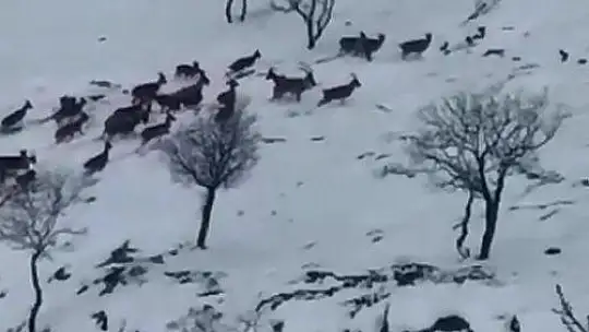 Dağ keçileri sürü halinde görüntülendi