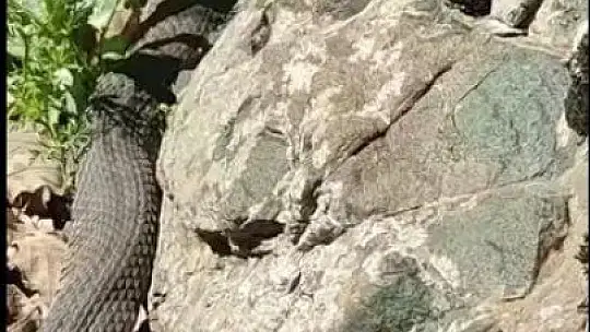 Elazığ'da dev yılan paniği