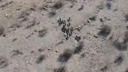Elazığ'da domuz sürüsü drone ile görüntülendi