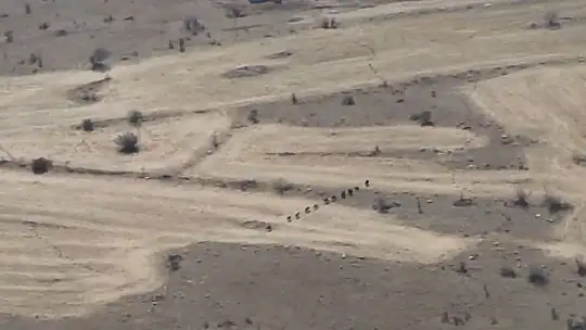 Elazığ'da domuz sürüsü drone ile görüntülendi