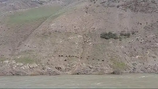 Elazığ'da domuz sürüsü görüntülendi