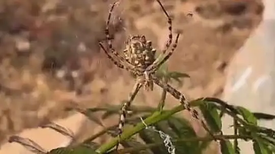 Elazığ'da dünyanın en zehirli örümceklerinden 'loblu örümcek' görüldü