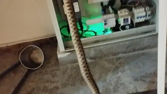 Elazığ'da elektrik panosuna giren yılan korkuttu