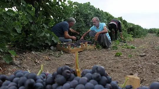 Elazığ'da erkenci siyah üzümde hasat zamanı