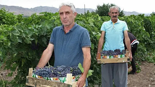 Elazığ'da erkenci siyah üzümde hasat zamanı