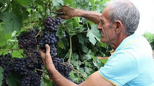 Elazığ'da erkenci siyah üzümde hasat zamanı