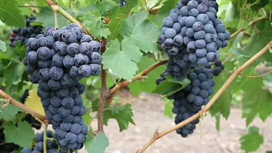 Elazığ'da erkenci siyah üzümde hasat zamanı