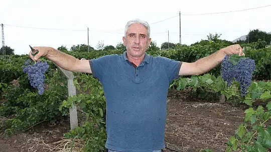 Elazığ'da erkenci siyah üzümde hasat zamanı