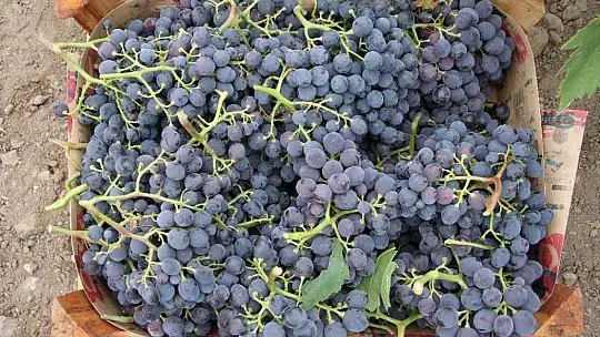 Elazığ'da erkenci siyah üzümde hasat zamanı