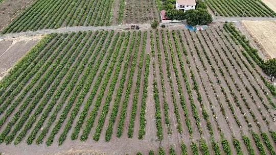 Elazığ'da erkenci siyah üzümde hasat zamanı
