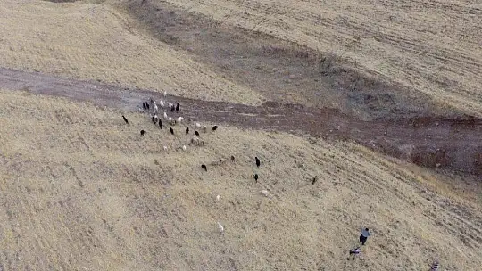 Elazığ'da firar eden hayvanlar, 7 kilometre uzakta drone ile bulundu