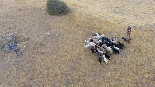 Elazığ'da firar eden hayvanlar, 7 kilometre uzakta drone ile bulundu