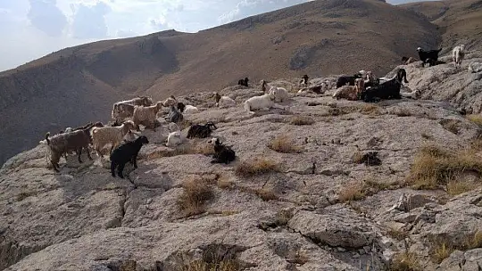 Elazığ'da firar eden hayvanlar, 7 kilometre uzakta drone ile bulundu