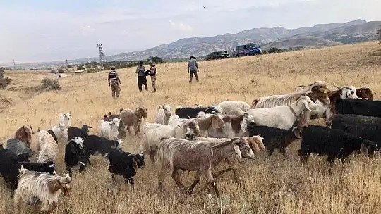 Elazığ'da firar eden hayvanlar, 7 kilometre uzakta drone ile bulundu