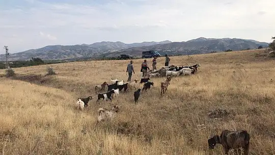 Elazığ'da firar eden hayvanlar, 7 kilometre uzakta drone ile bulundu