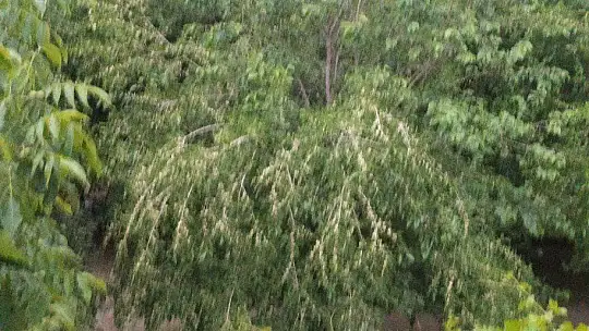 Elazığ'da fırtına ağaçları yerinden söktü