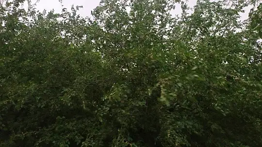 Elazığ'da fırtına ağaçları yerinden söktü