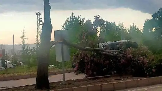 Elazığ'da fırtına sonrası çatılar uçtu, ağaçlar devrildi