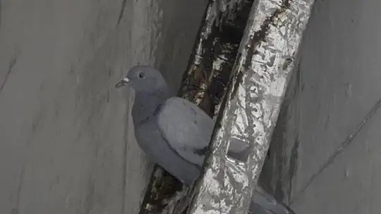 Elazığ'da güvercin yerin 6 metre altına demirden yuva yaptı