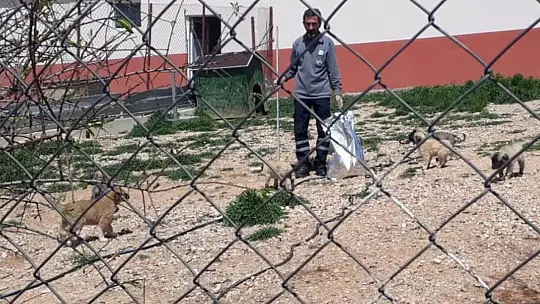 Elazığ'da Hayvan Bakımevinde denetim
