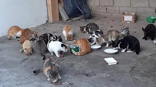 Elazığ'da hayvan sever vatandaş ,sokak hayvanlarına gözü gibi bakıyor