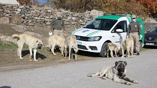 Elazığ'da hayvanları koruma polisi, kısıtlamada sokak hayvanlarını besledi