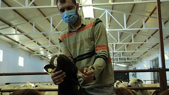 Elazığ'da hibe destekli 500 koç kura ile sahibini buldu