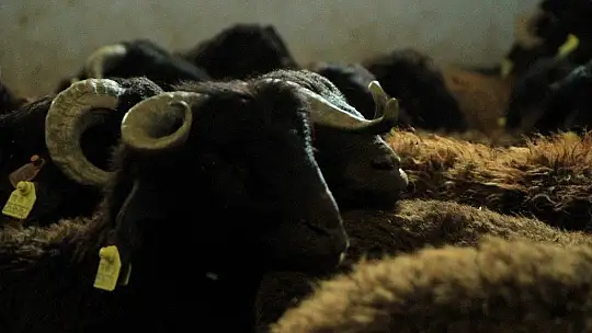 Elazığ'da hibe destekli 500 koç kura ile sahibini buldu