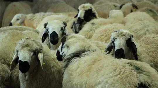 Elazığ'da hibe destekli 500 koç kura ile sahibini buldu