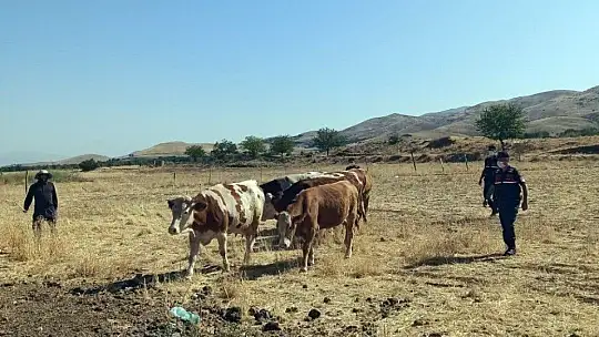 Elazığ'da jandarma dedektif gibi iz sürdü, çalınan hayvanları buldu