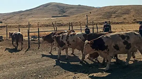 Elazığ'da jandarma dedektif gibi iz sürdü, çalınan hayvanları buldu