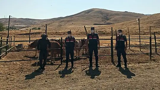Elazığ'da jandarma dedektif gibi iz sürdü, çalınan hayvanları buldu