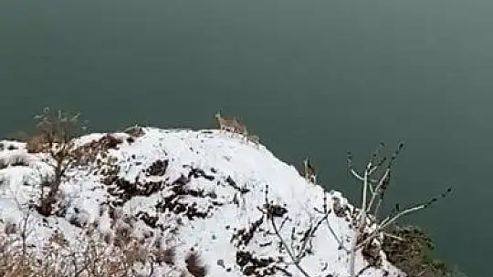 Yaban hayatı için doğaya yem bıraktı