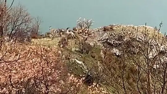 Yaban hayatı için doğaya yem bıraktı