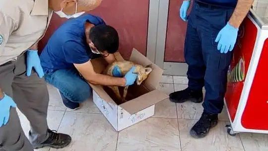 Elazığ'da jandarmadan yaralı tilkiye şefkat eli