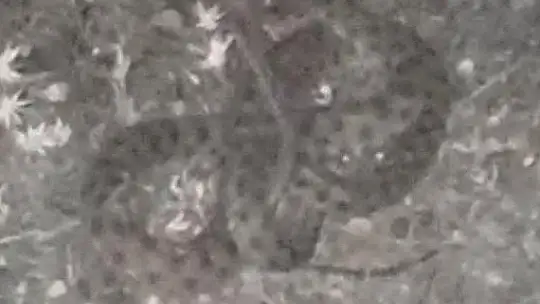 Elazığ'da kamyonun kabininden yılan çıktı