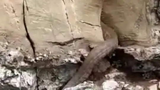 Elazığ'da kayalıklar arasında görülen 2 metrelik yılan korkuttu