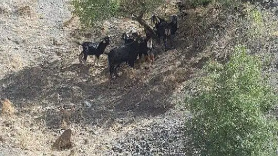 Elazığ'da kaybolan keçiler jandarmanın drone desteği ile bulundu
