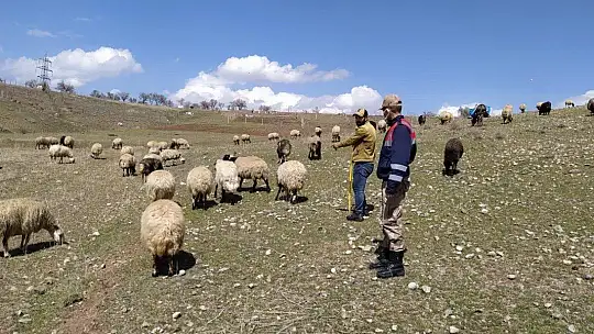 Elazığ'da kayıp koyunlar jandarma tarafından bulundu