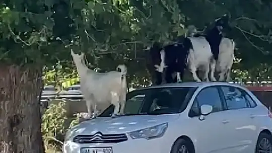 Elazığ'da keçiler otomobilin üzerine çıkarak yaprak yedi