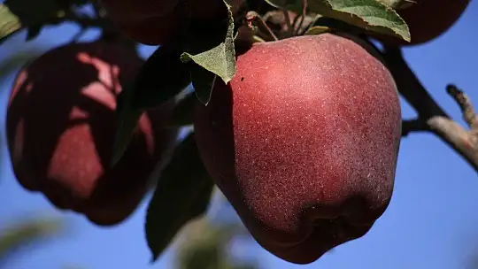 Elazığ'da kırmızı elma hasadı başladı