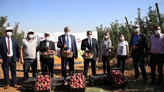 Elazığ'da kırmızı elma hasadı başladı