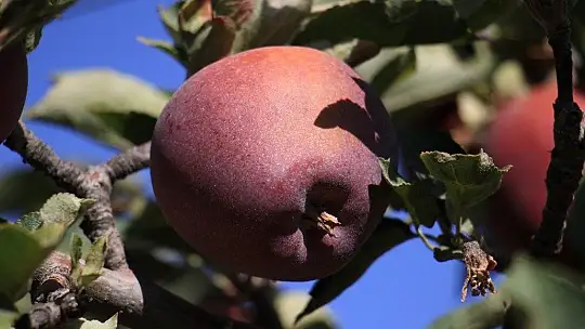 Elazığ'da kırmızı elma hasadı başladı
